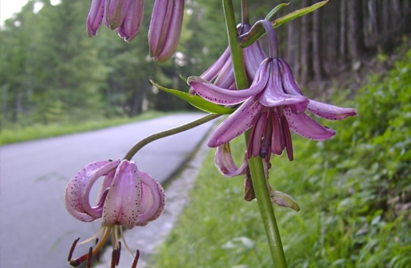 Copyright Gerlind Schiele Photography Tegernsee +49 (0) 170 - 908 85 85 Wallberg-Panoramastrasse in Rottach-Egern am Tegernsee